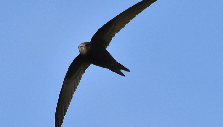 Balade nature : oiseaux migrateurs et premiers hivernants